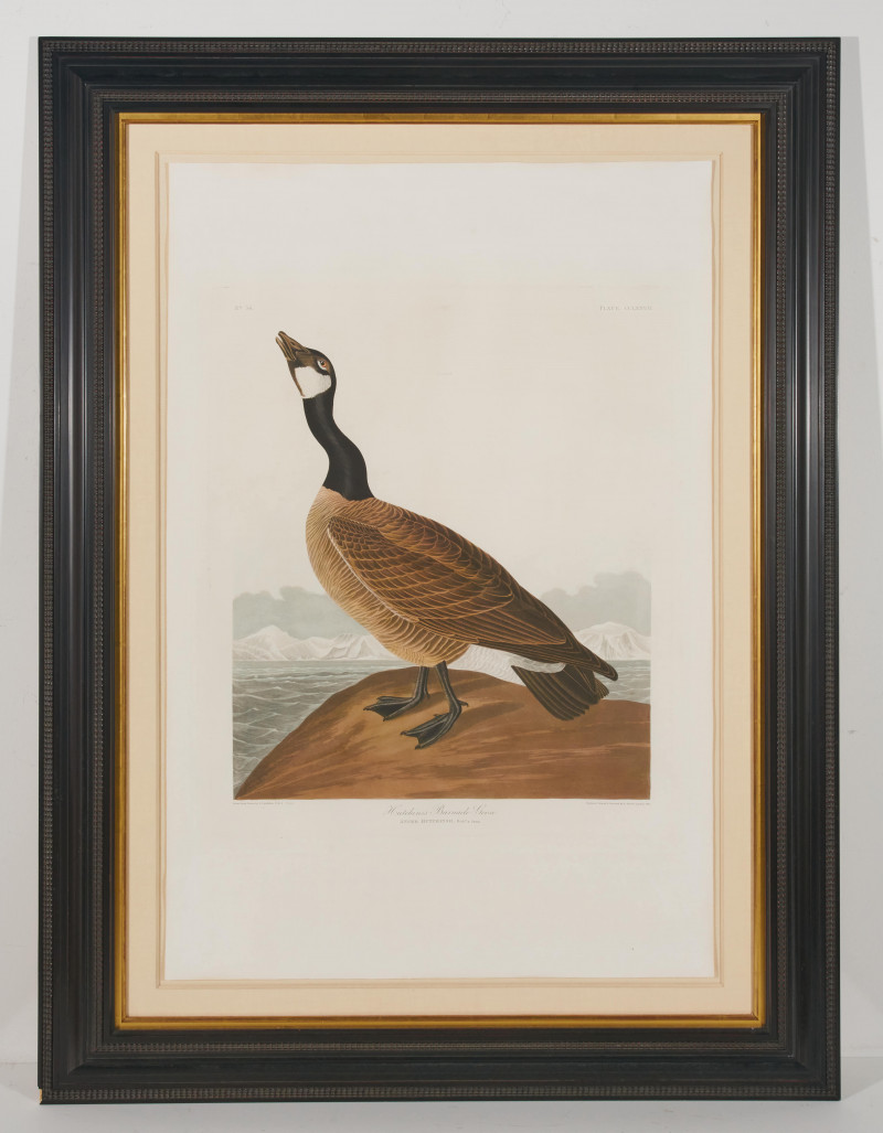 after John James Audubon - Hutchins's Barnacle Goose