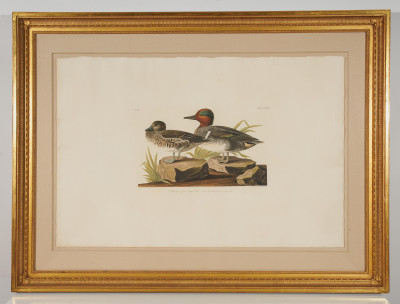 after John James Audubon - American Green Winged Teal, Plate CCXXVIII