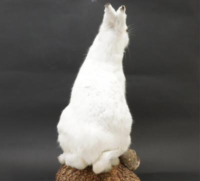 Arctic Hare Taxidermy