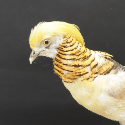 Yellow Golden Pheasant Taxidermy