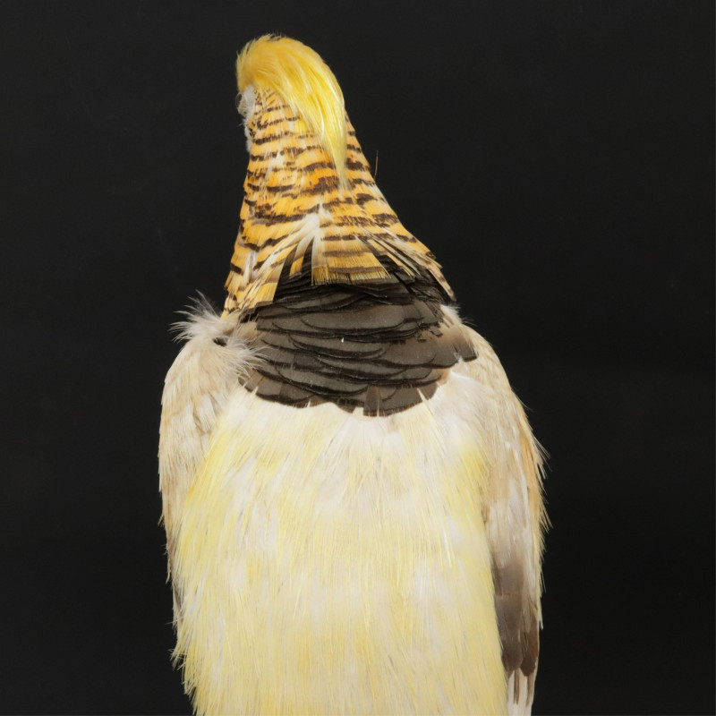 Yellow Golden Pheasant Taxidermy