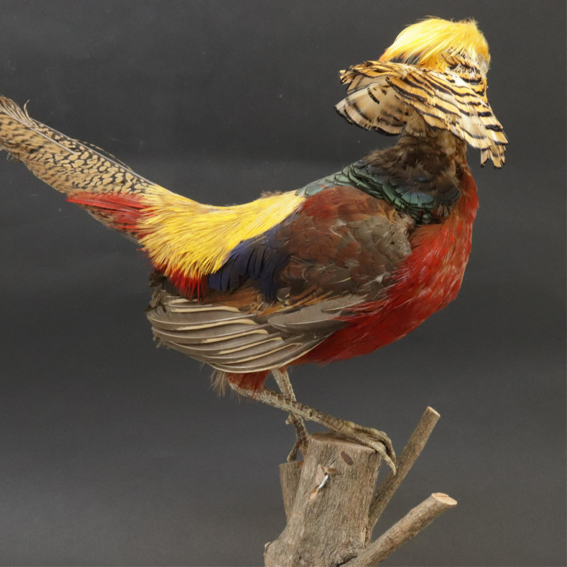 Red Golden Pheasant Taxidermy