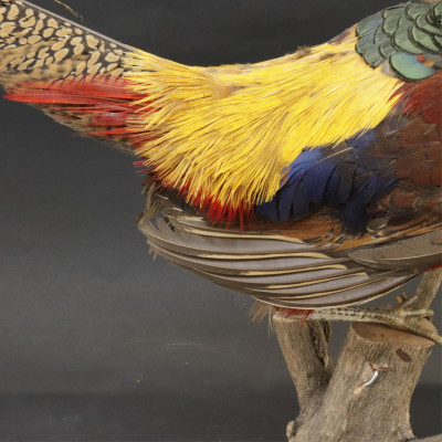 Red Golden Pheasant Taxidermy