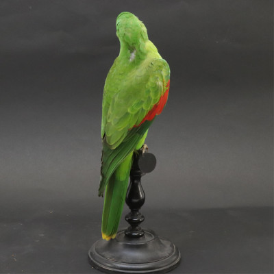 RedWinged Parrot Taxidermy
