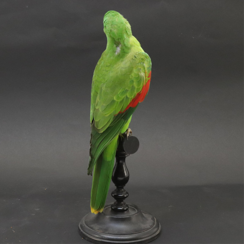 RedWinged Parrot Taxidermy