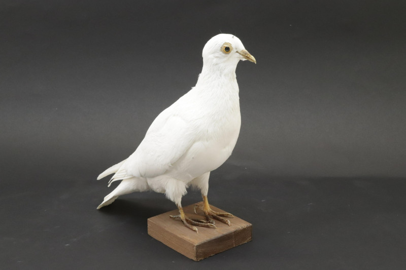 White Dove Taxidermy