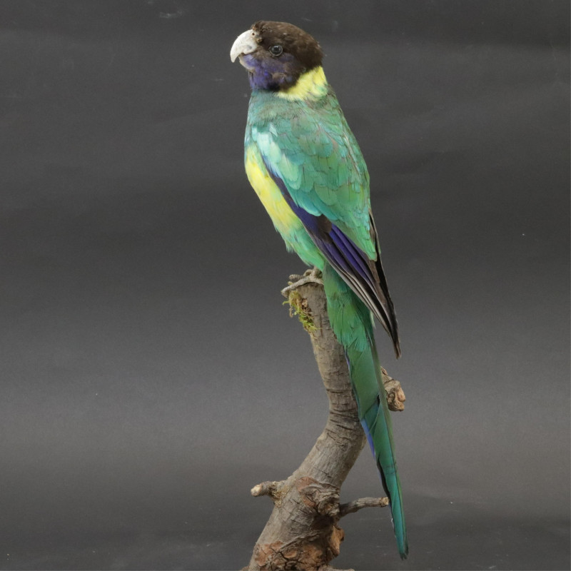 Australian Ringneck Parrot Taxidermy