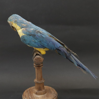 Blue and Yellow Macaw Parrot Taxidermy
