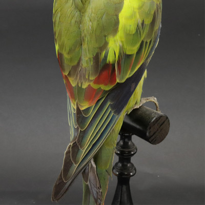 Small Greet Parrot Taxidermy