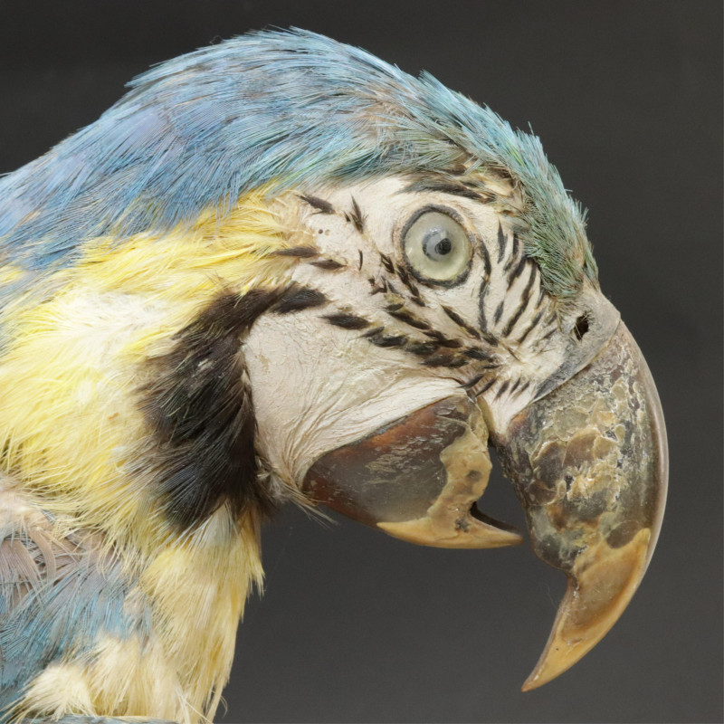 Blue and Yellow Macaw Parrot Taxidermy