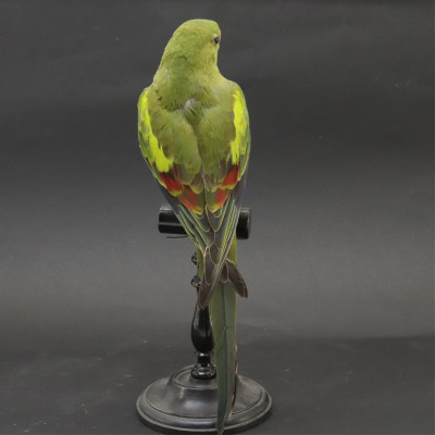 Small Greet Parrot Taxidermy
