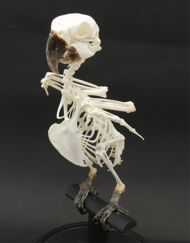 Parrot Skeleton