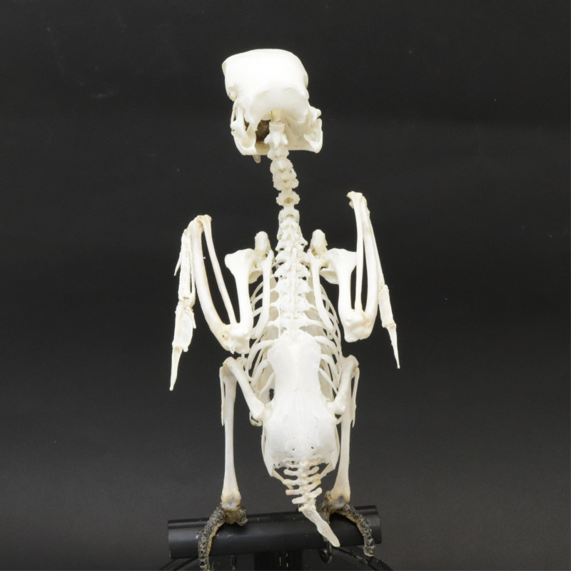 Parrot Skeleton