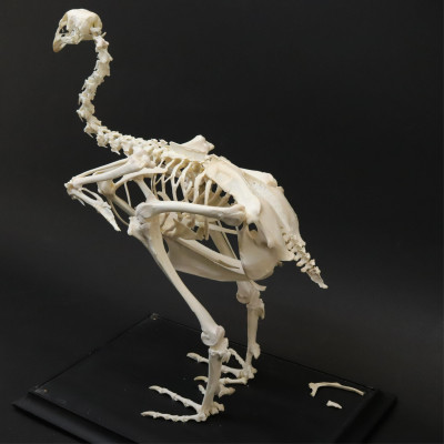 Large Bird Skeleton