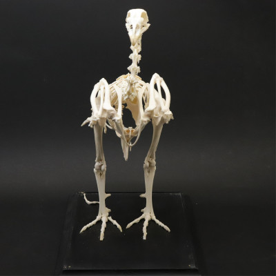 Large Bird Skeleton