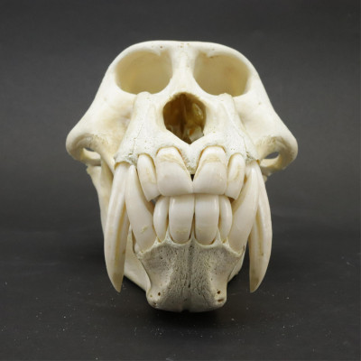 Male Baboon Skull