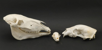 Three Animal Skulls