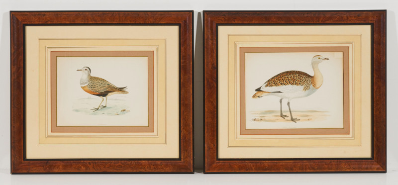Artist Unknown - Great Bustard and Dotterel