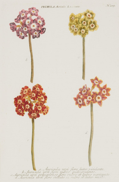 Artist Unknown - Botanical Engravings (2)