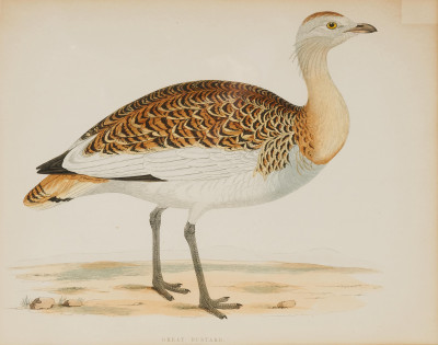 Artist Unknown - Great Bustard and Dotterel