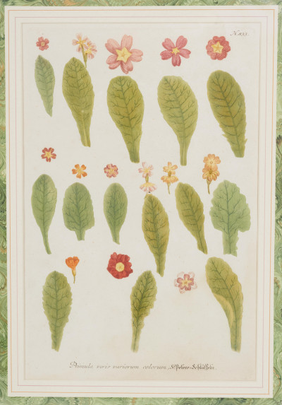 Unknown Artist - Botanical Engravings (2)