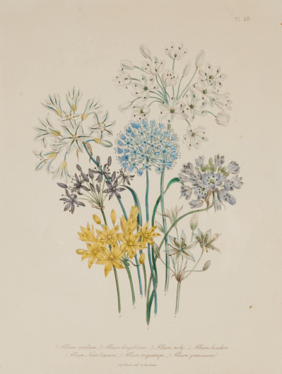 Artist Unknown - Floral Lithographs (6)