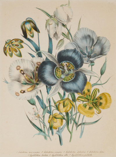 Artist Unknown - Floral Lithographs (6)