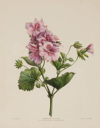 Valentine Bartholomew - A Selection of Flowers (4)