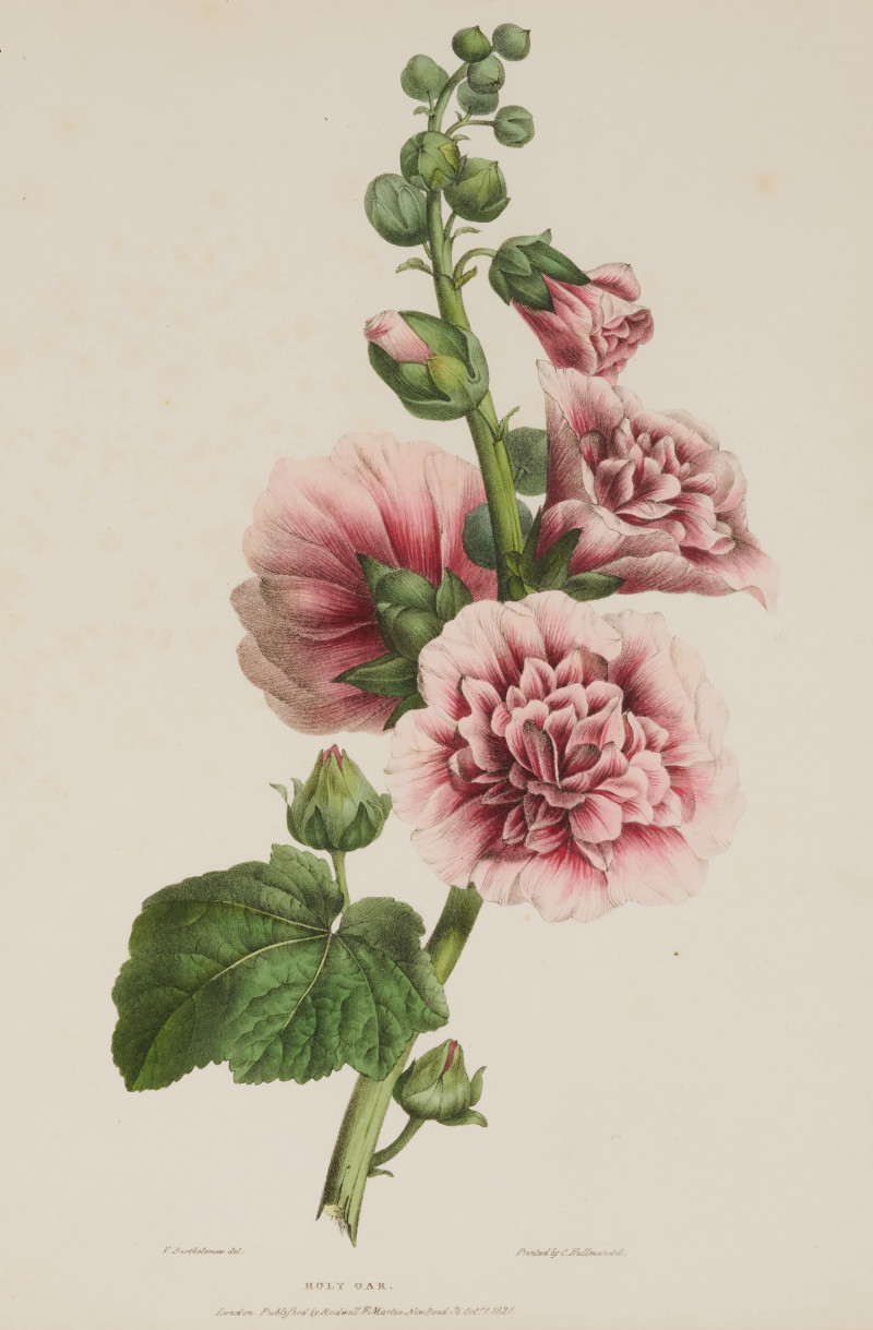 Valentine Bartholomew - A Selection of Flowers (4)