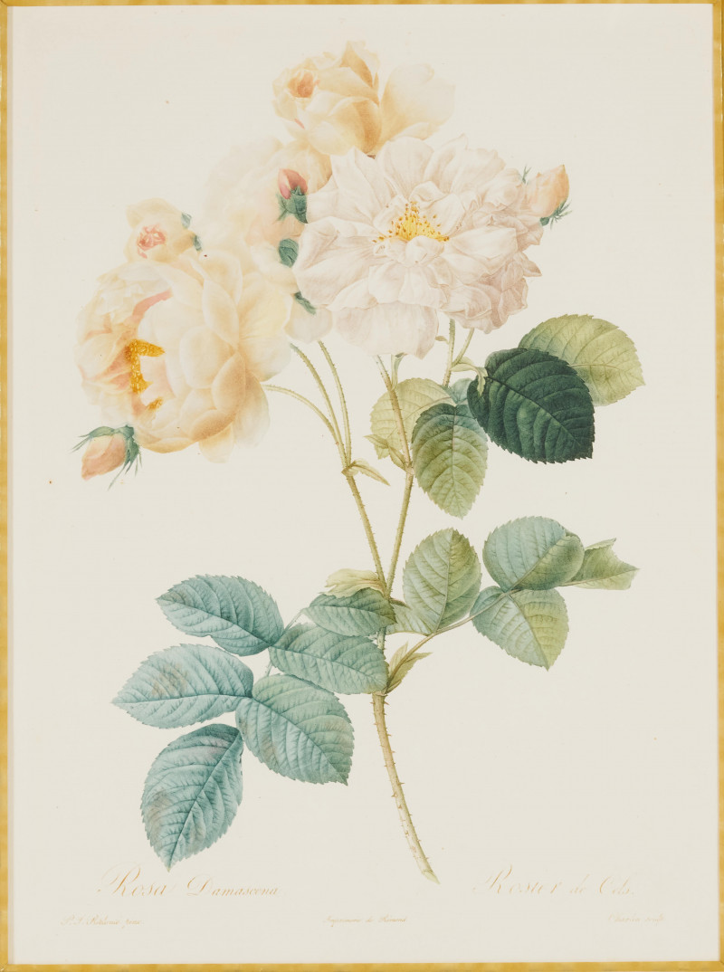 after Pierre-Joseph Redouté - Rosa Damascena (1) and Narcissus (2)