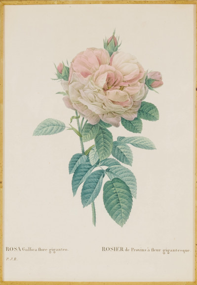 after Pierre-Joseph Redouté - Les Roses (4)