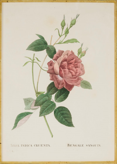 after Pierre-Joseph Redouté - Les Roses (4)