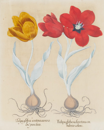 Image for Lot after Basilius Besler - Tulipiaglogosa (Tulips)