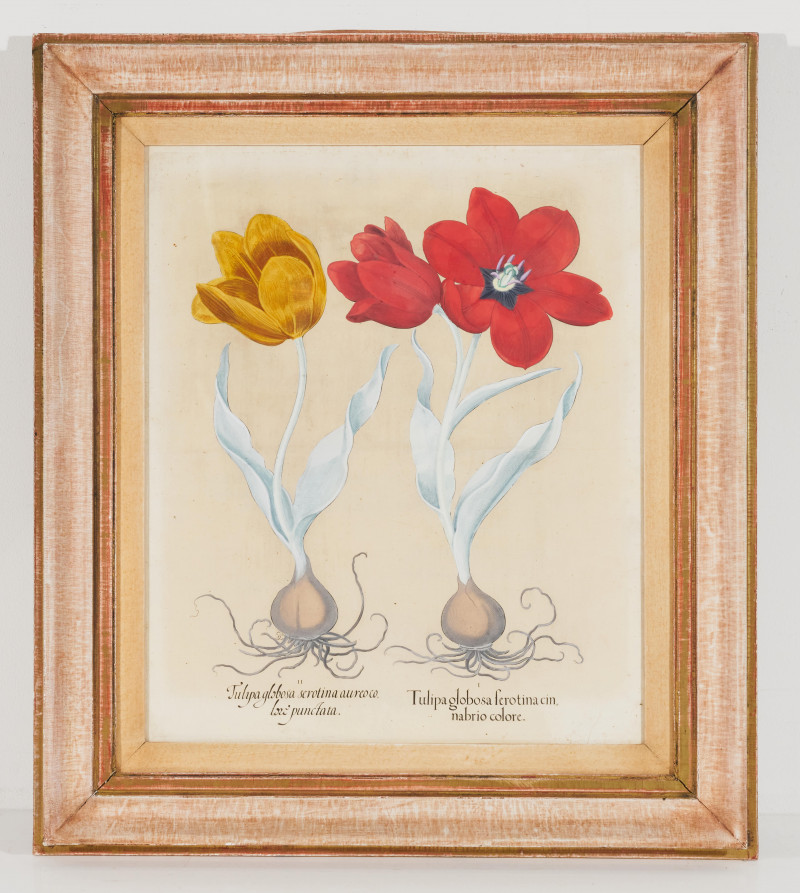 after Basilius Besler - Tulipiaglogosa (Tulips)