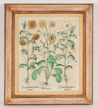 after Basilius Besler - Chrysanthemum