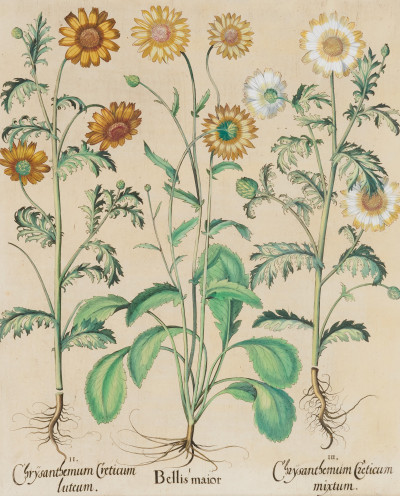 Image for Lot after Basilius Besler - Chrysanthemum