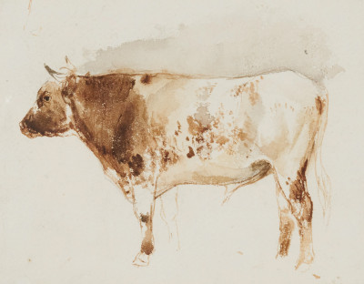 Image for Lot Artist Unknown - cow study