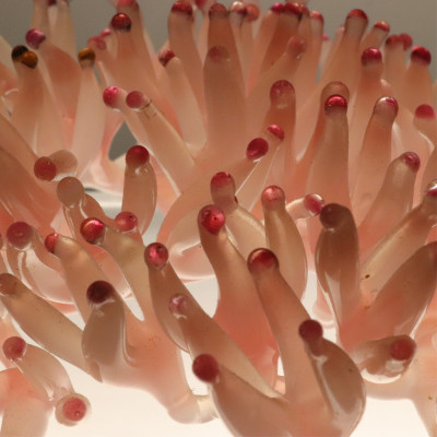 Pr Contemporary Sculptural Studio Glass Sea Coral