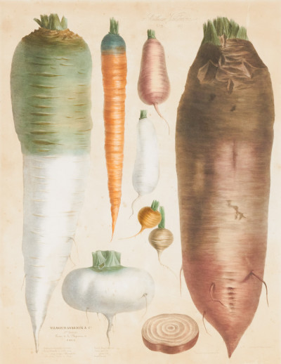 Image for Lot Botanical Print - Carrots, Turnips, Root Vegetables
