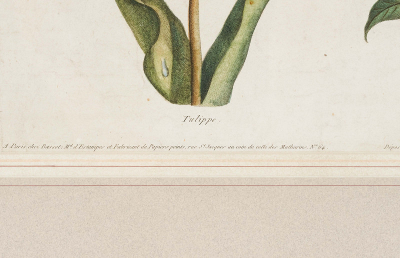 Artist Unknown - French Botanical Engraving