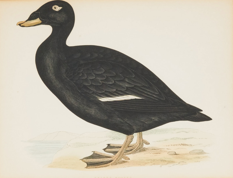 Artist Unknown - Avian Engravings (4)