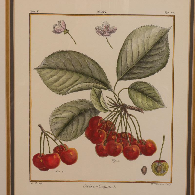 Two Hand Colored Botanical Lithographs
