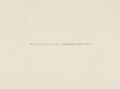 John James Audubon - Downy Woodpecker