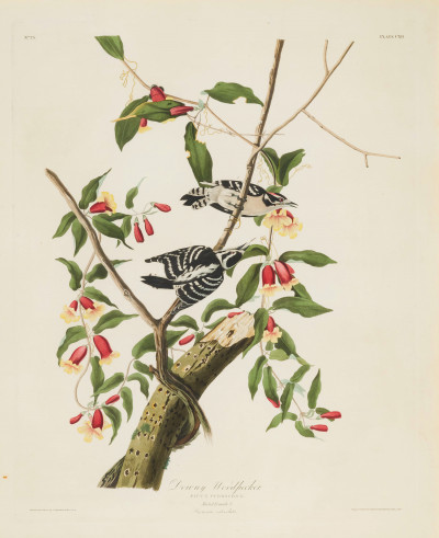 Image for Lot John James Audubon - Downy Woodpecker