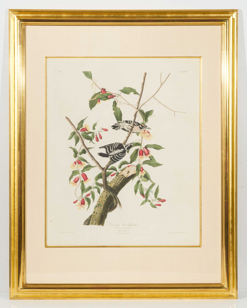 John James Audubon - Downy Woodpecker