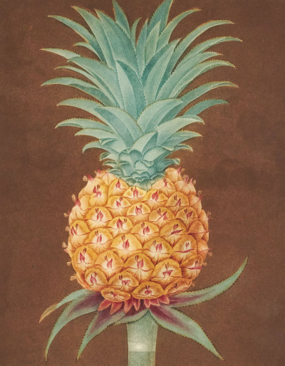 Image for Lot George Brookshaw - Pineapple