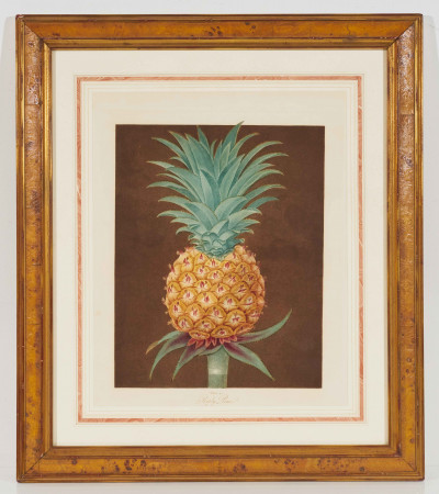 George Brookshaw - Pineapple