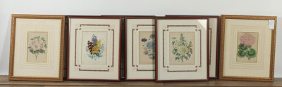 Image for Lot 6 Botanical Prints by Day Haghe 2