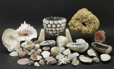 Image for Lot Large Collection of Shells Stones with Basket