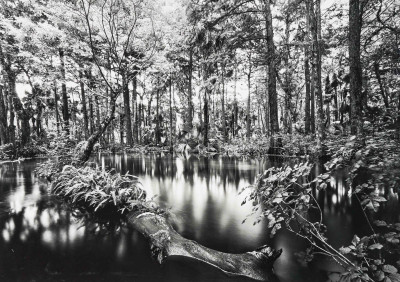 Image for Lot Clyde Butcher - Loxahatchee River #1